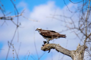 Osprey son zamanlarda yakaladığı balıkları yiyor.