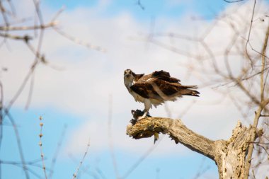 Osprey son zamanlarda yakaladığı balıkları yiyor.