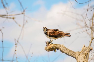 Osprey son zamanlarda yakaladığı balıkları yiyor.