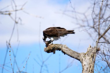 Osprey son zamanlarda yakaladığı balıkları yiyor.