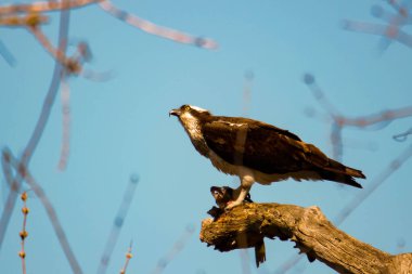 Osprey son zamanlarda yakaladığı balıkları yiyor.