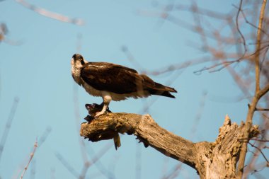 Osprey son zamanlarda yakaladığı balıkları yiyor.
