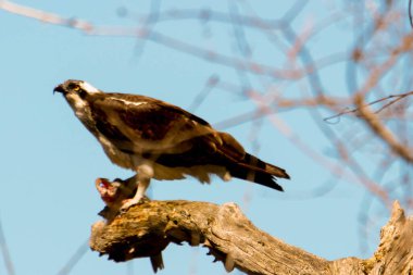 Osprey son zamanlarda yakaladığı balıkları yiyor.