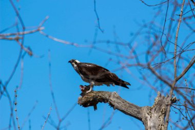 Osprey son zamanlarda yakaladığı balıkları yiyor.