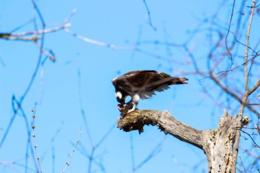 Osprey son zamanlarda yakaladığı balıkları yiyor.