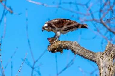 Osprey son zamanlarda yakaladığı balıkları yiyor.