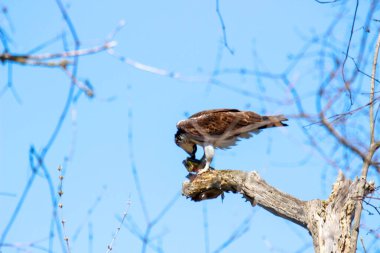 Osprey son zamanlarda yakaladığı balıkları yiyor.