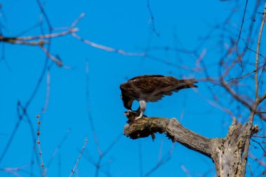 Osprey son zamanlarda yakaladığı balıkları yiyor.