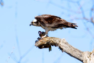 Osprey son zamanlarda yakaladığı balıkları yiyor.