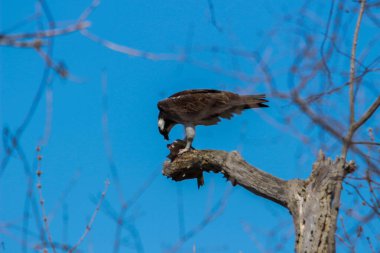 Osprey son zamanlarda yakaladığı balıkları yiyor.