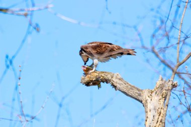 Osprey son zamanlarda yakaladığı balıkları yiyor.