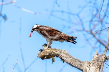 Osprey son zamanlarda yakaladığı balıkları yiyor.