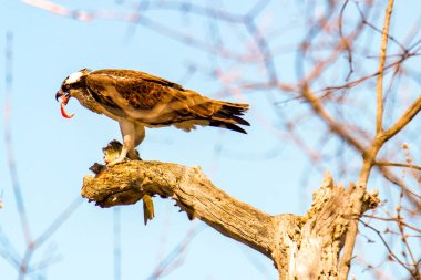 Osprey son zamanlarda yakaladığı balıkları yiyor.