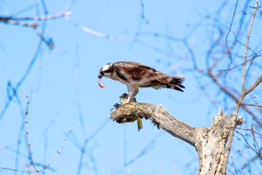 Osprey son zamanlarda yakaladığı balıkları yiyor.