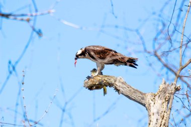 Osprey son zamanlarda yakaladığı balıkları yiyor.