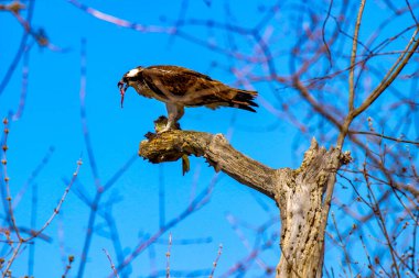 Osprey son zamanlarda yakaladığı balıkları yiyor.