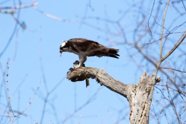 Osprey son zamanlarda yakaladığı balıkları yiyor.