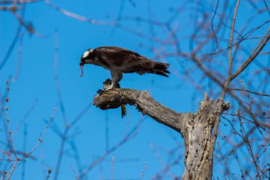 Osprey son zamanlarda yakaladığı balıkları yiyor.