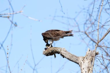Osprey son zamanlarda yakaladığı balıkları yiyor.
