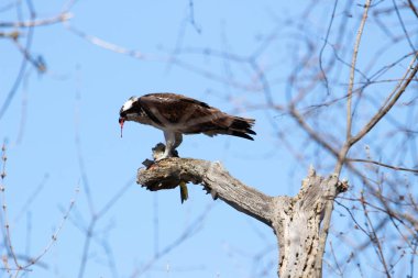 Osprey son zamanlarda yakaladığı balıkları yiyor.