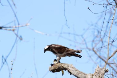 Osprey son zamanlarda yakaladığı balıkları yiyor.