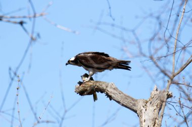 Osprey son zamanlarda yakaladığı balıkları yiyor.