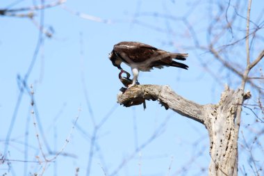 Osprey son zamanlarda yakaladığı balıkları yiyor.