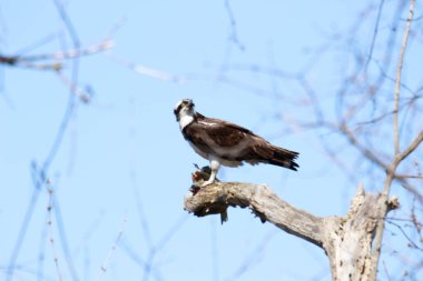 Osprey son zamanlarda yakaladığı balıkları yiyor.