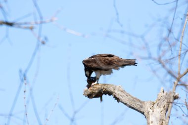 Osprey son zamanlarda yakaladığı balıkları yiyor.