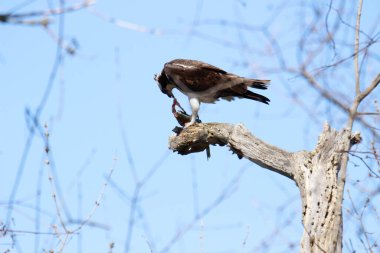 Osprey son zamanlarda yakaladığı balıkları yiyor.