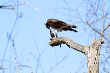 Osprey son zamanlarda yakaladığı balıkları yiyor.