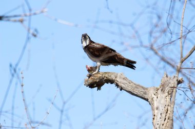 Osprey son zamanlarda yakaladığı balıkları yiyor.