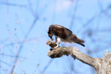 Osprey son zamanlarda yakaladığı balıkları yiyor.