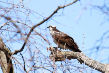 Osprey son zamanlarda yakaladığı balıkları yiyor.
