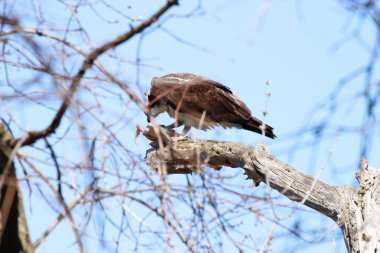 Osprey son zamanlarda yakaladığı balıkları yiyor.