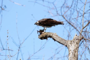 Osprey son zamanlarda yakaladığı balıkları yiyor.