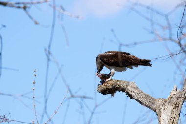 Osprey son zamanlarda yakaladığı balıkları yiyor.