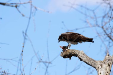 Osprey son zamanlarda yakaladığı balıkları yiyor.