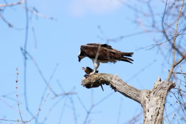Osprey son zamanlarda yakaladığı balıkları yiyor.