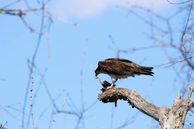 Osprey son zamanlarda yakaladığı balıkları yiyor.