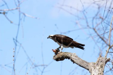 Osprey son zamanlarda yakaladığı balıkları yiyor.