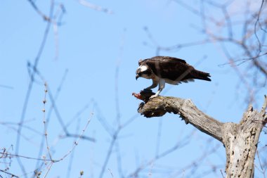 Osprey son zamanlarda yakaladığı balıkları yiyor.