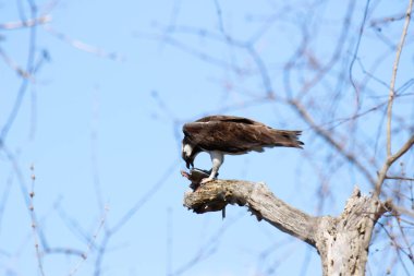 Osprey son zamanlarda yakaladığı balıkları yiyor.