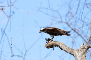 Osprey son zamanlarda yakaladığı balıkları yiyor.