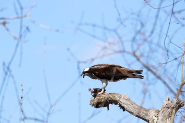 Osprey son zamanlarda yakaladığı balıkları yiyor.