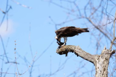 Osprey son zamanlarda yakaladığı balıkları yiyor.