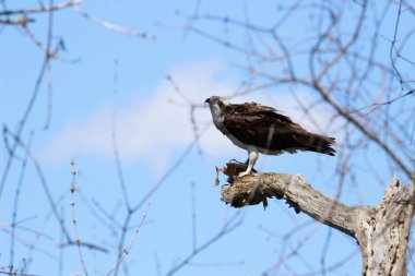 Osprey son zamanlarda yakaladığı balıkları yiyor.