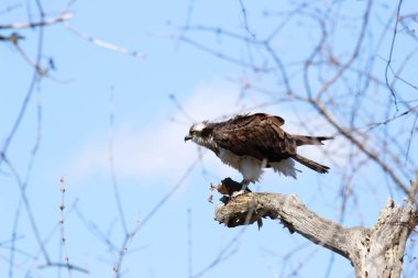 Osprey son zamanlarda yakaladığı balıkları yiyor.