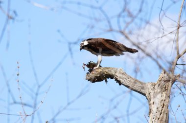 Osprey son zamanlarda yakaladığı balıkları yiyor.