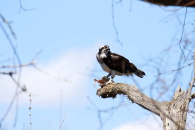 Osprey son zamanlarda yakaladığı balıkları yiyor.